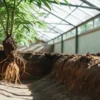 Cannabis root system exposed in greenhouse soil profile showing healthy white feeder roots and underground structure.