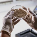 Cannabis seeds analyzed in a petri dish during a laboratory quality control process.