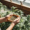 Hands holding a wooden tray filled with cannabis seeds during a breeding process inside a greenhouse.