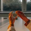 Hands holding cannabis seed samples in a petri dish during laboratory testing