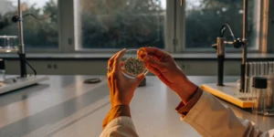 Hands holding cannabis seed samples in a petri dish during laboratory testing