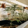 Young cannabis plants growing in pots inside a high-tech laboratory under controlled lighting conditions.
