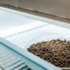 Cannabis seeds stored in a shallow tray inside a cold storage unit, showing controlled temperature conditions for long-term seed preservation.
