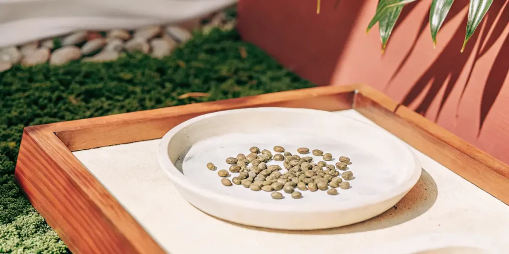 Cannabis seeds spread on a ceramic plate for drying in a controlled environment