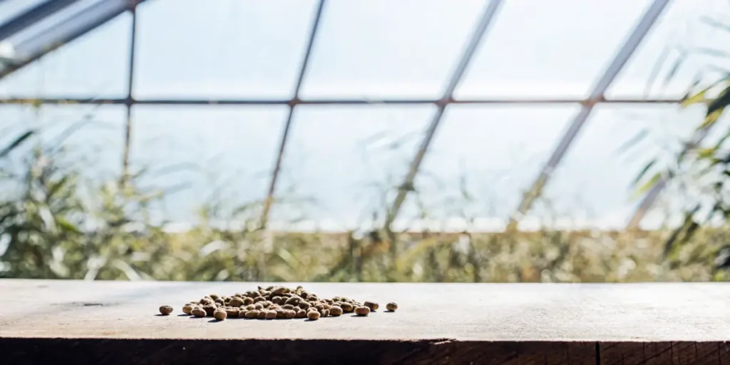 Small pile of cannabis seeds resting on a wooden table inside a greenhouse.