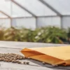 Cannabis seeds spilled from a paper envelope on a wooden surface inside a greenhouse.