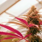 Plante de cannabis avec feuilles rouges et bourgeon mature cultivée en serre.