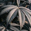 Close-up of dark cannabis leaves with detailed serrated edges and textured surface under soft indoor lighting.