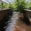 Cannabis plants growing in a greenhouse with dirty irrigation water flowing through a narrow cultivation channel.