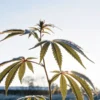 Young cannabis plant covered in morning dew illuminated by sunrise in an outdoor cultivation setting