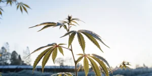 Young cannabis plant covered in morning dew illuminated by sunrise in an outdoor cultivation setting