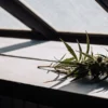 Freshly harvested cannabis branch resting on a wooden surface under natural window light.