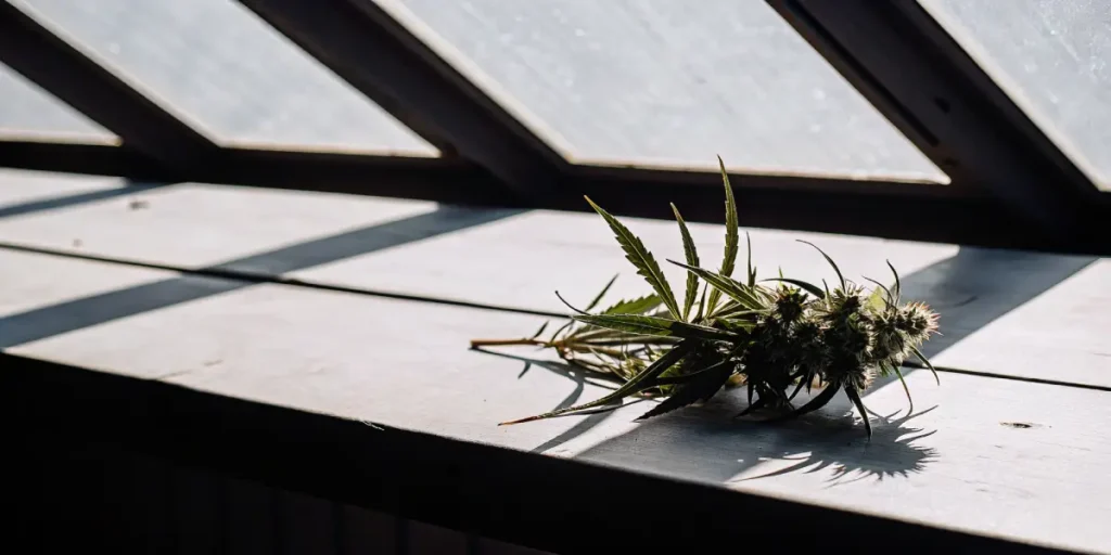 Freshly harvested cannabis branch resting on a wooden surface under natural window light.
