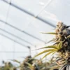 Frosty cannabis bud in greenhouse during flowering stage with visible trichomes and bright natural light