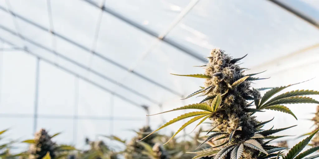 Frosty cannabis bud in greenhouse during flowering stage with visible trichomes and bright natural light