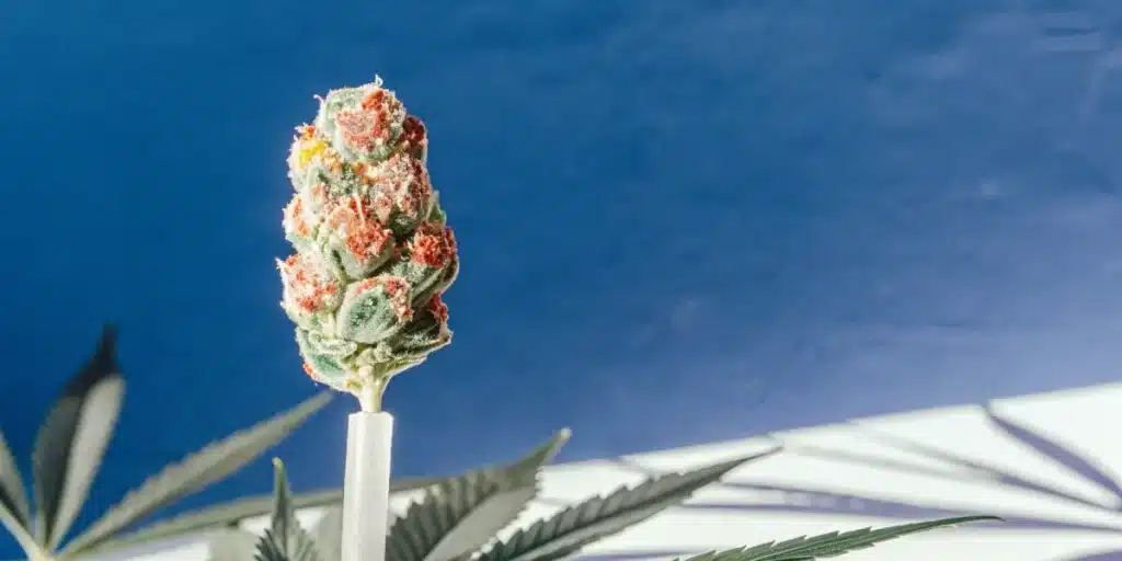 Frosty multicolored cannabis bud with red and green tones isolated against a blue background.