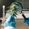 Gloved hands examining a healthy green cannabis bud with a magnifying glass in a modern laboratory.