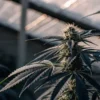 Close-up of a cannabis plant in the flowering stage growing inside a greenhouse under natural light.