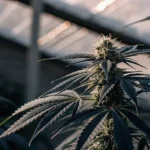Close-up of a cannabis plant in the flowering stage growing inside a greenhouse under natural light.