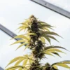 Cannabis plant flowering top growing inside a greenhouse under natural sunlight and glass roofing.