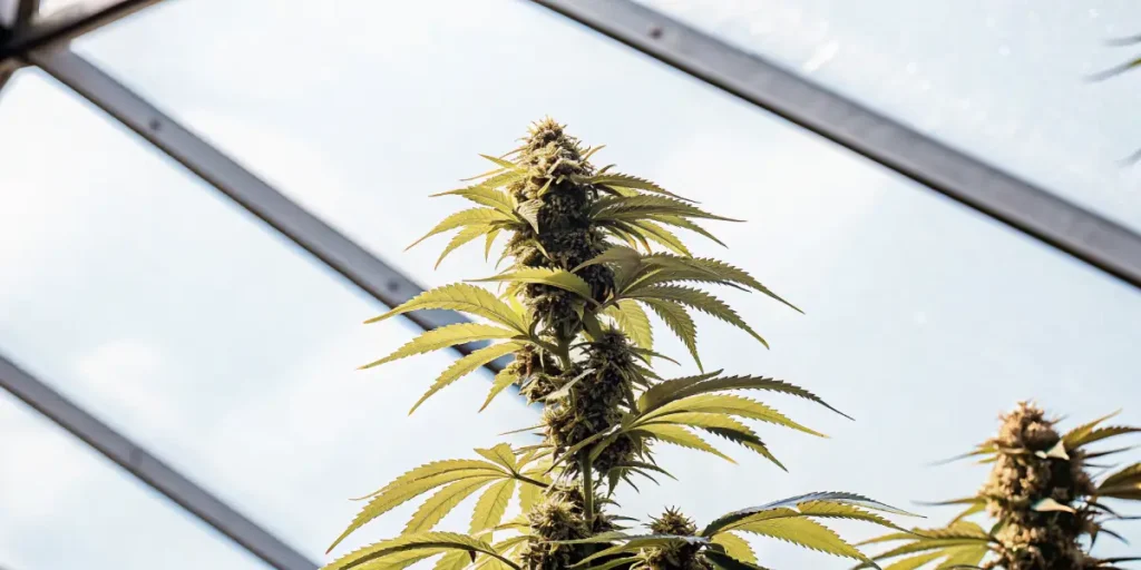 Cannabis plant flowering top growing inside a greenhouse under natural sunlight and glass roofing.