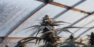 Greenhouse cannabis plant with frosty buds and trichome-covered leaves under soft morning light