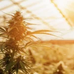 A flowering cannabis plant inside a greenhouse, showing dense, harvest-ready buds exposed to bright natural light for optimal growth and potency.