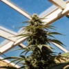 Tall cannabis plant in flowering stage growing inside a greenhouse under a glass roof with natural sunlight.