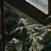 Cannabis plant growing inside a greenhouse with natural sunlight filtering through glass panels.