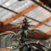 Cannabis plant with dark purple leaves growing inside a sunlit greenhouse during the flowering stage.