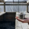 Hand holding a glass jar filled with cannabis seeds inside a sunlit greenhouse with wooden tables.