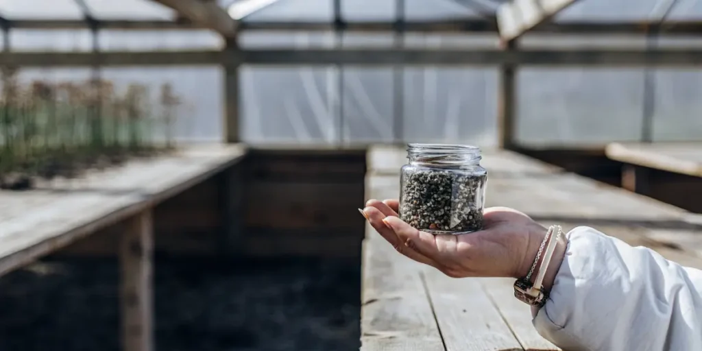 Hand holding a glass jar filled with cannabis seeds inside a sunlit greenhouse with wooden tables.