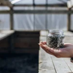 Hand holding a glass jar filled with cannabis seeds inside a sunlit greenhouse with wooden tables.