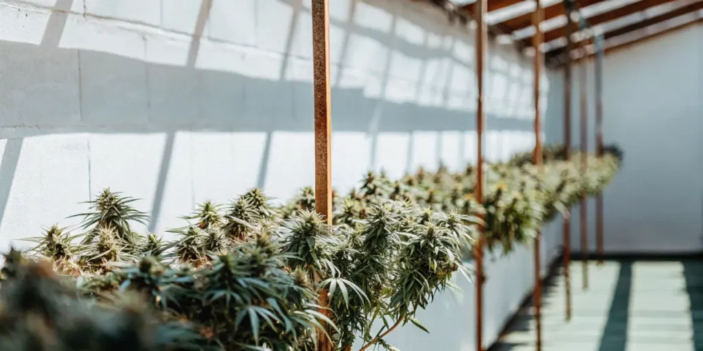 Cannabis plants hanging to dry in a bright drying room with structured rows and natural light.