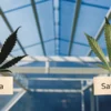Visual comparison of indica and sativa cannabis leaves highlighting structural differences, leaf shape, and growth traits inside a controlled greenhouse setting.