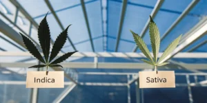 Visual comparison of indica and sativa cannabis leaves highlighting structural differences, leaf shape, and growth traits inside a controlled greenhouse setting.
