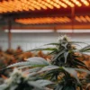 Indoor cannabis plant in flowering stage under orange LED grow lights inside a controlled cultivation facility.