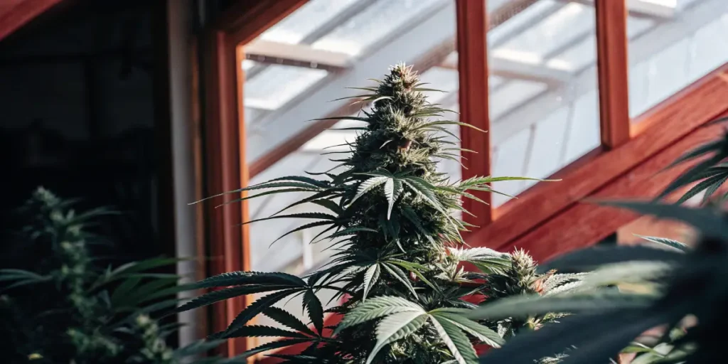 Close-up of a mature cannabis cola growing inside a greenhouse with wooden framing and natural light.