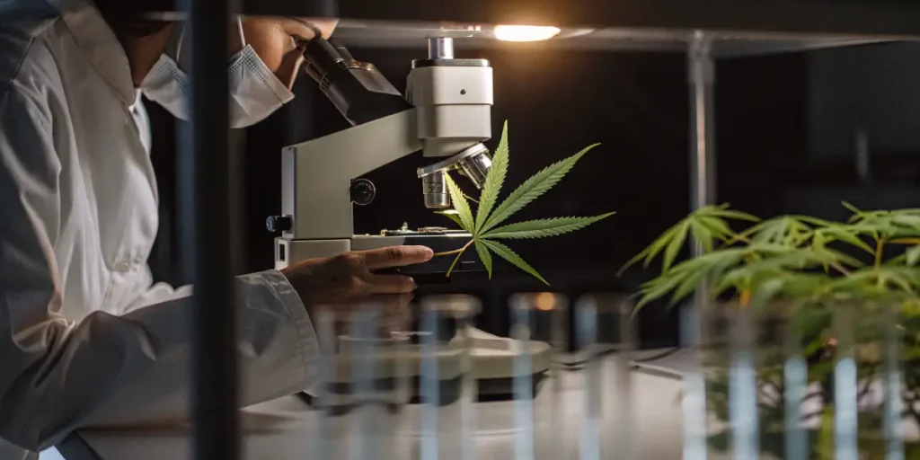 Laboratory researcher studying a cannabis leaf with a microscope in a controlled research environment