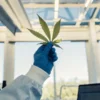 Laboratory technician holding a cannabis leaf with blue gloves in a bright research facility.