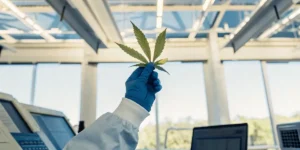 Laboratory technician holding a cannabis leaf with blue gloves in a bright research facility.