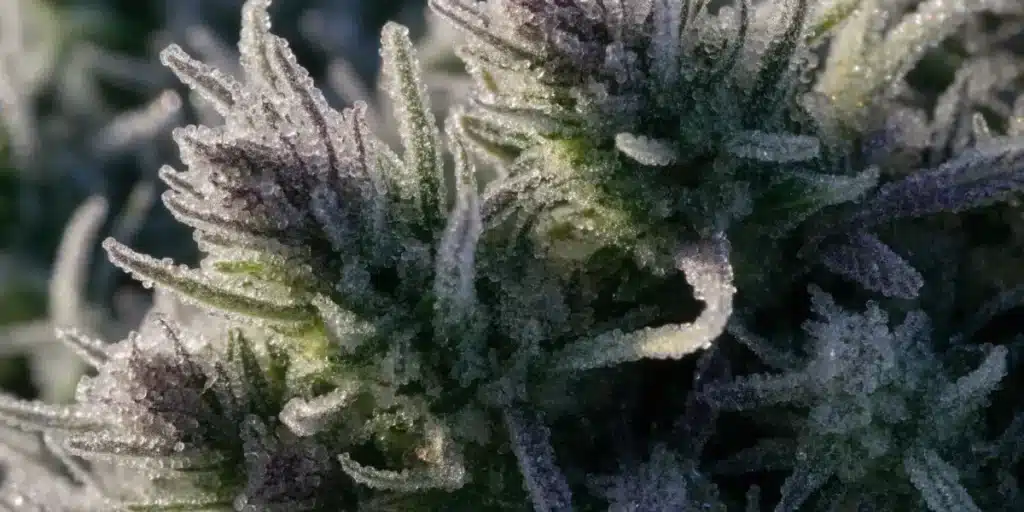 Macro Close-Up of Frosty Purple Cannabis Buds