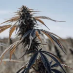 A mature cannabis plant growing outdoors under dry, challenging conditions, with curled and discolored leaves indicating drought stress near harvest time.