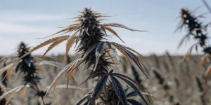 A mature cannabis plant growing outdoors under dry, challenging conditions, with curled and discolored leaves indicating drought stress near harvest time.