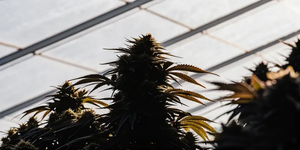 Silhouetted mature cannabis plants backlit by sunlight inside a greenhouse structure.