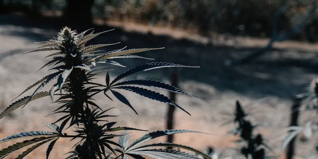 A mature cannabis plant growing outdoors under dry, challenging conditions, with curled and discolored leaves indicating drought stress near harvest time.