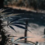 A mature cannabis plant growing outdoors under dry, challenging conditions, with curled and discolored leaves indicating drought stress near harvest time.