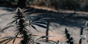 A mature cannabis plant growing outdoors under dry, challenging conditions, with curled and discolored leaves indicating drought stress near harvest time.
