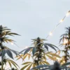 Outdoor cannabis plants growing under decorative string lights during early flowering at dusk.