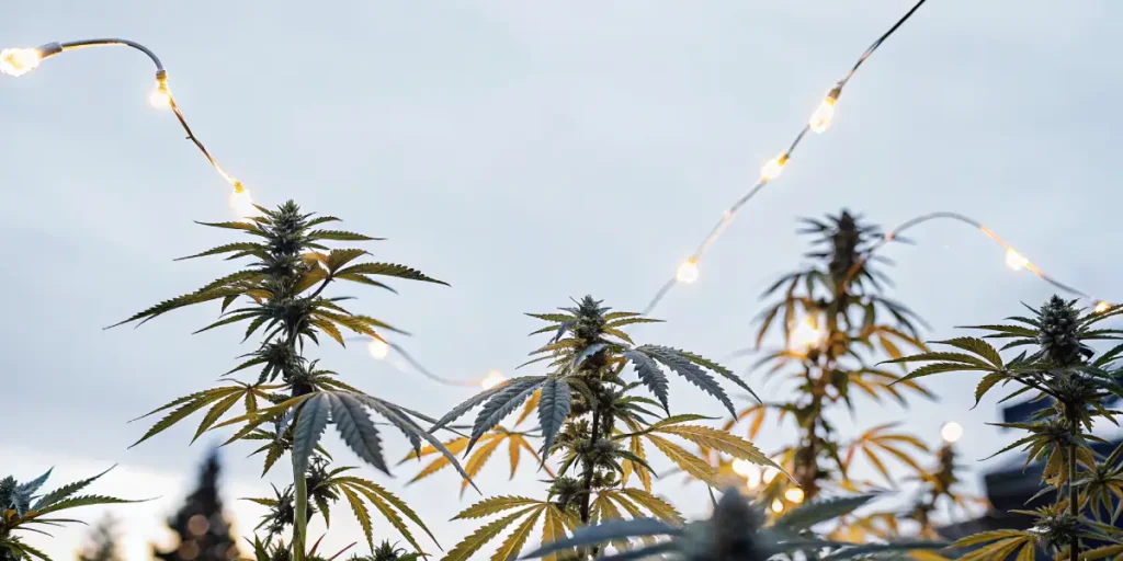 Outdoor cannabis plants growing under decorative string lights during early flowering at dusk.